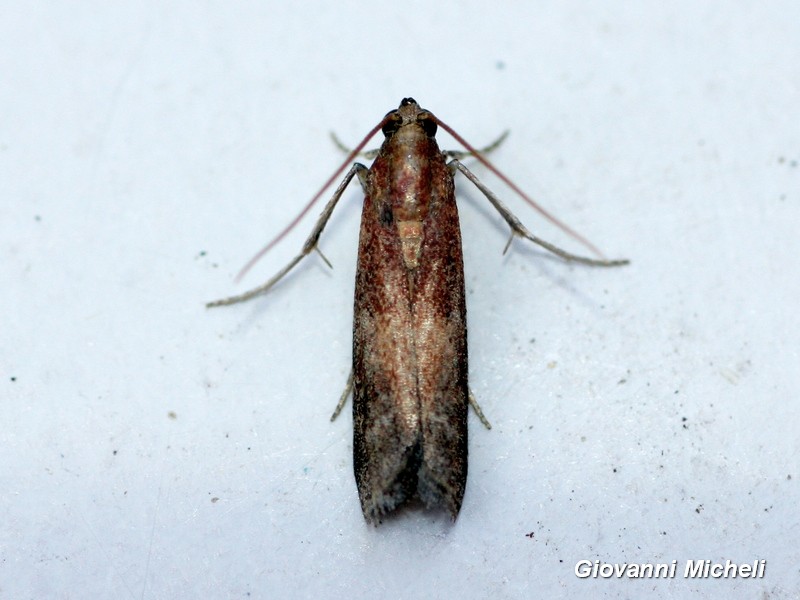 Microlep. da ID: cfr.  Ephestia sp. - Pyralidae